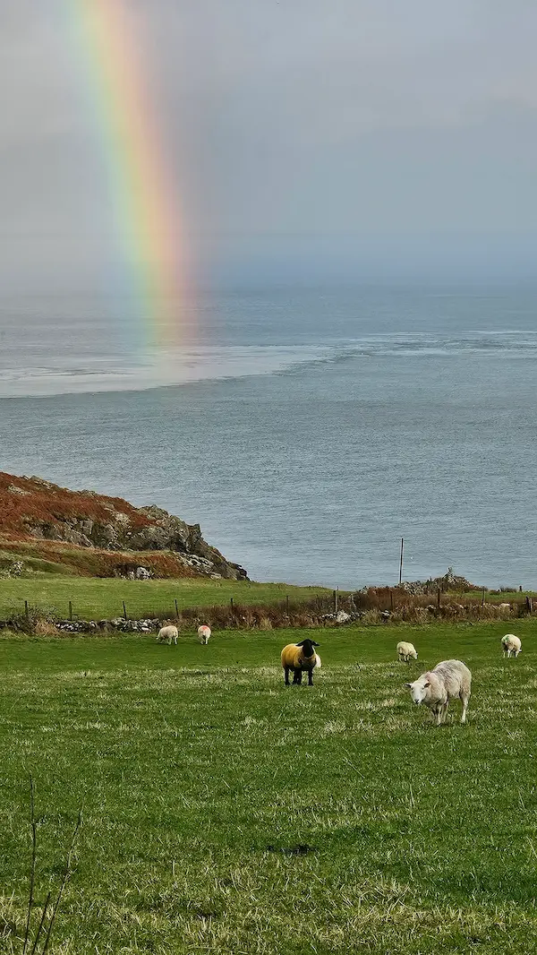 Rainbow and Sheep